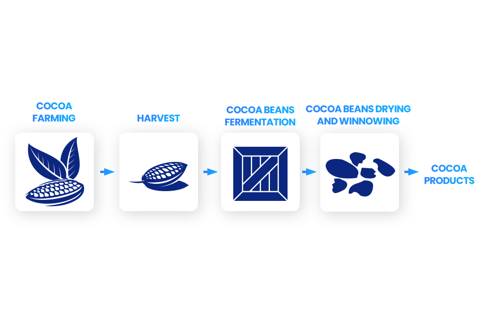 An illustration of the process of cocoa harvesting. An