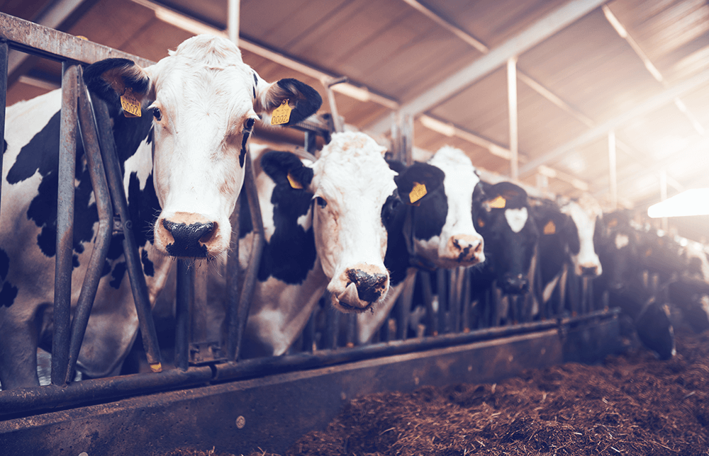 An image of Feeder Cattle