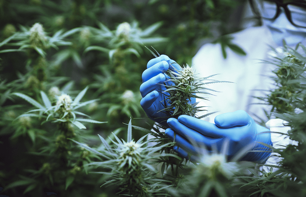An image of a scientist taking care of Cannabis plants. An image of a scientist taking care of Cannabis plants.
